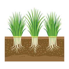 Onion Plants in a Cross Section