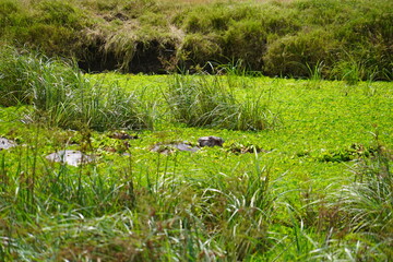 Daytime Safari Landscapes in the Serengeti