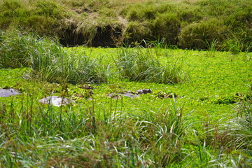 Daytime Safari Landscapes in the Serengeti