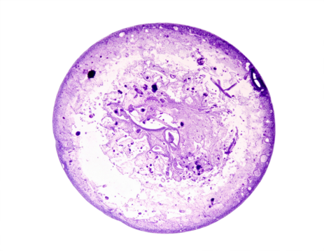 Intricate microscopic view of cellular structures revealing biological complexity and scientific discovery