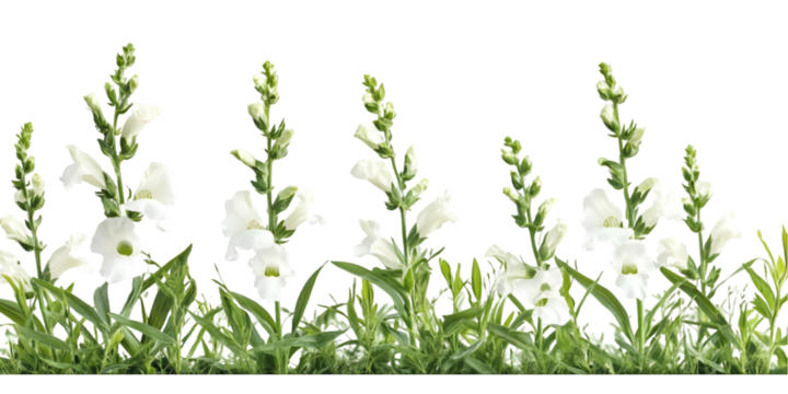 Snapdragon Flower with Pointed Leaves Transparent Background