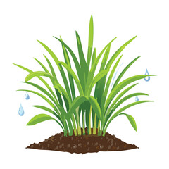 Green grass with water droplets on blades