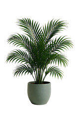 Obraz premium Lush green areca palm plant in a modern grey pot isolated on transparent background