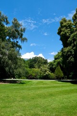 Obraz premium 快晴の森