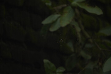 Delicate Daddy Long-legs Spider with long, thin legs and small body, commonly found in homes, feeds on insects and pests.