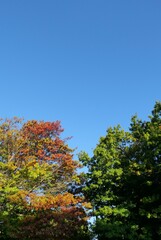 Naklejka premium 秋のはじまり