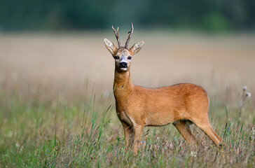 Roe deer male ( Capreolus capreolus )