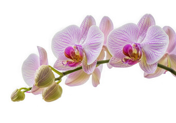 Obraz premium Delicate pink orchid blossoms isolated on transparent background