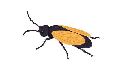 Detailed illustration of a black and yellow insect with segmented body and antennae on a white background