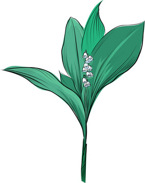 green lily of the valley plant clip art preview