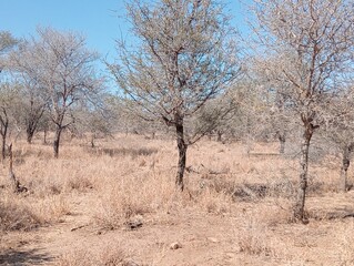 trees in winter