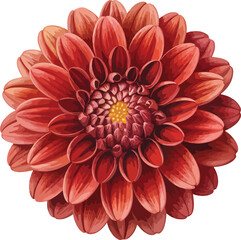 Red dahlia flower isolated with vibrant petals on white background