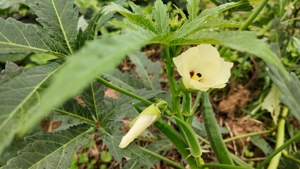Okra plant (Abelmoschus esculentus) in a garden, showing a light yellow blossom and a young bud growing beside it. Captured in natural surroundings, highlighting organic farming and plant development 