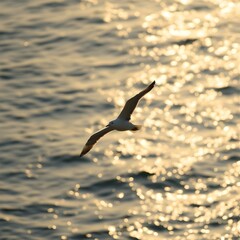 Obraz premium The first seagull glides silently across gold light.