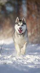 Naklejka premium Siberian Husky Running in the Snow Natural Light