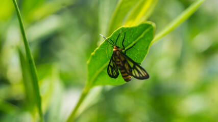 A photograph of a Hübner's wasp moth. Taken from Las Pinas, NCR, Philippines.