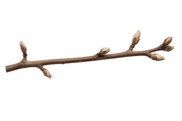 Spring's Gentle Awakening: A delicate tree branch adorned with burgeoning buds, signaling the arrival of new life and the refreshing of nature.