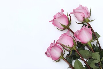Pink roses on a white background, flowers, free space, day, rose