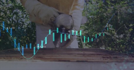 Senior beekeeper pumping smoker bellows calming hive while financial candlestick overlay animating - Powered by Adobe