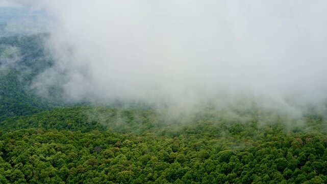 Moody drone flight above fog-bound wilderness under steady rain.