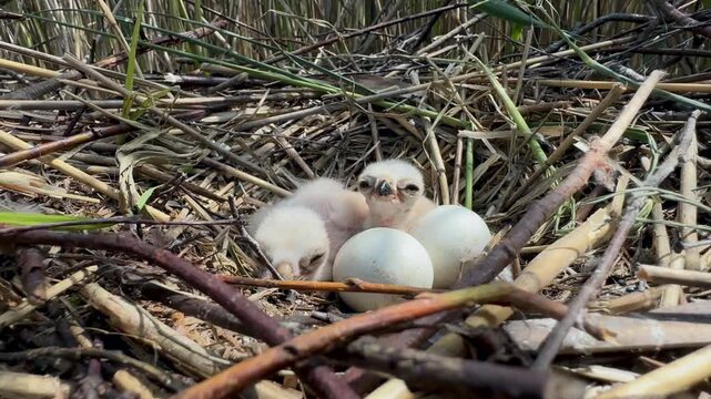 Western marsh harrier (Circus aeruginosus) chicks in a nest .