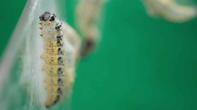 Closeup of Pieris brassicae caterpillar on leaf, vibrant and focused