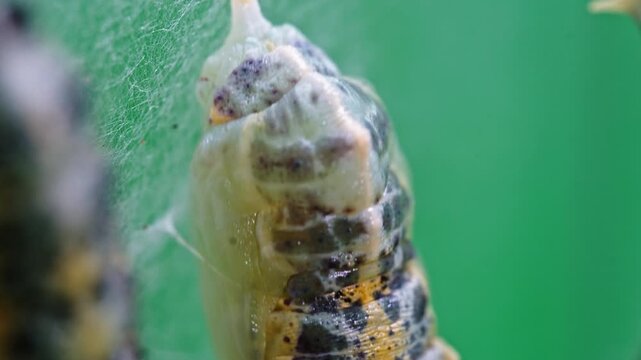 Close-up of pieris brassicae pupa transformation on green surface