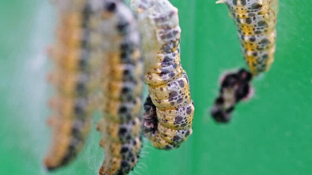 Close-up of pieris brassicae caterpillars hanging on a green surface