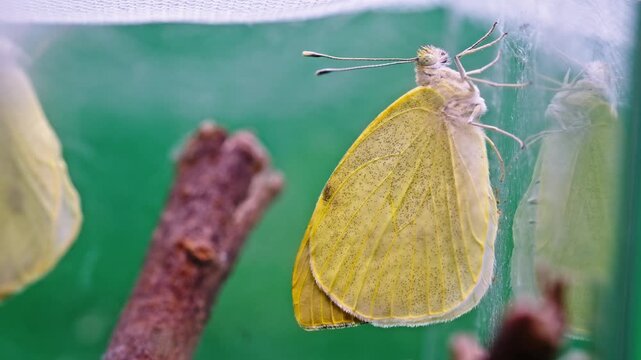 Pieris brassicae butterfly resting calmly in a serene green habitat