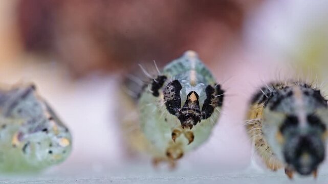 Close-up of Pieris brassicae caterpillar in peaceful natural setting