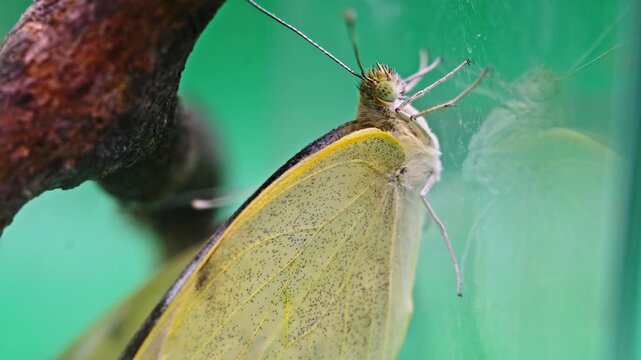 Close-up of Pieris brassicae butterfly resting on a branch in nature