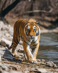 Obraz premium Tiger Walking Along a Riverbank Natural Light