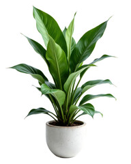 Fototapeta premium Lush Green Houseplant in Speckled White Pot Against Transparent Background