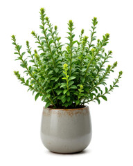 Fototapeta premium Lush Green Potted Plant in a Speckled Ceramic Pot