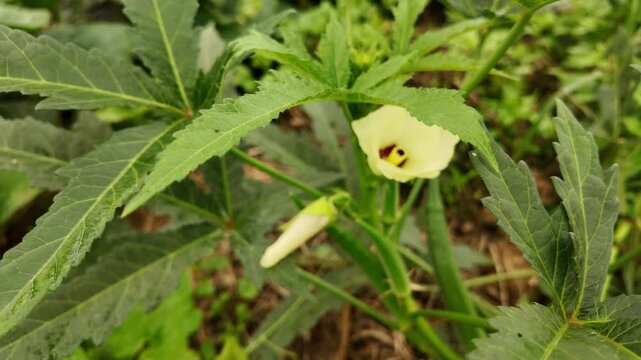 Okra plant (Abelmoschus esculentus) in a garden, showing a light yellow blossom and a young bud growing beside it. Captured in natural surroundings, highlighting organic farming and plant development 