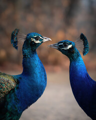 Fototapeta premium Two Peacocks Interacting Soft Lighting Clean Backg