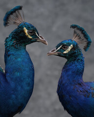 Obraz premium Two Peacocks Interacting Soft Lighting Clean Backg