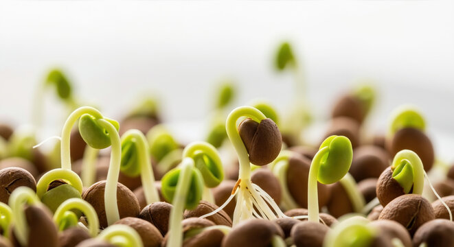Green sprouts emerging from brown seeds showing early plant growth stages. Gardening and agriculture concept for organic farming and sustainable food production methods