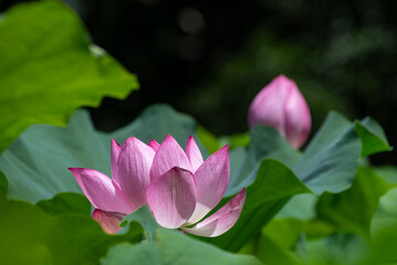 蘇る古代のハス　3