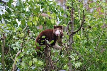 Matschie's Tree Kangaroo