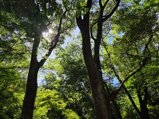 夏の日の木漏れ日の写真