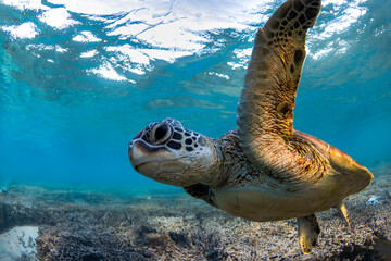 A green sea turtle glides peacefully over the coral reef at Lady Elliot Island, Great Barrier Reef, Australia. © Gary