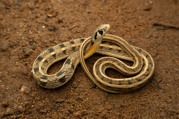 Obraz premium Buff-striped Keelback coiled up on the ground 