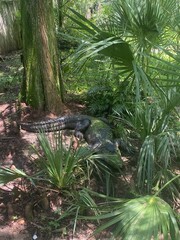 tropical forest with gator