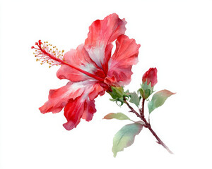 Fototapeta premium Red hibiscus flower is eye catching and it brings feeling of freshness