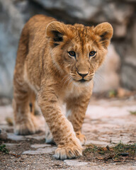 Fototapeta premium Junger Löwe erkundet seine Umgebung
