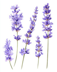 Obraz premium Lavender beauty and tranquility is captured, perfect for adding touch of elegance