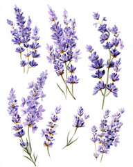 Naklejka premium Watercolor lavender bunch shows delicacy and brings calm soothing feel