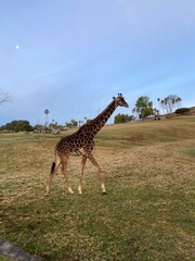 giraffe in the savannah