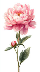 Fototapeta premium Pink peony watercolor illustration creates feeling of elegance and beauty